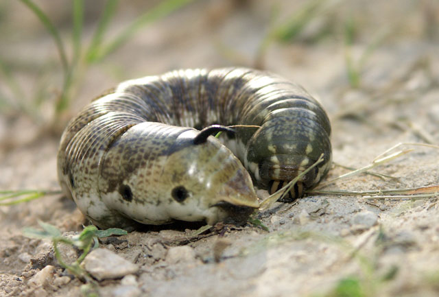 Agrius convolvuli - Copyright Hugues Mouret